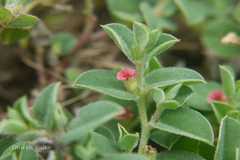 Indigofera cordifolia